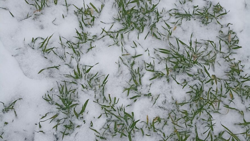Тверская зима: Озимые под "снежным одеялом" готовятся к урожаю 2026 года