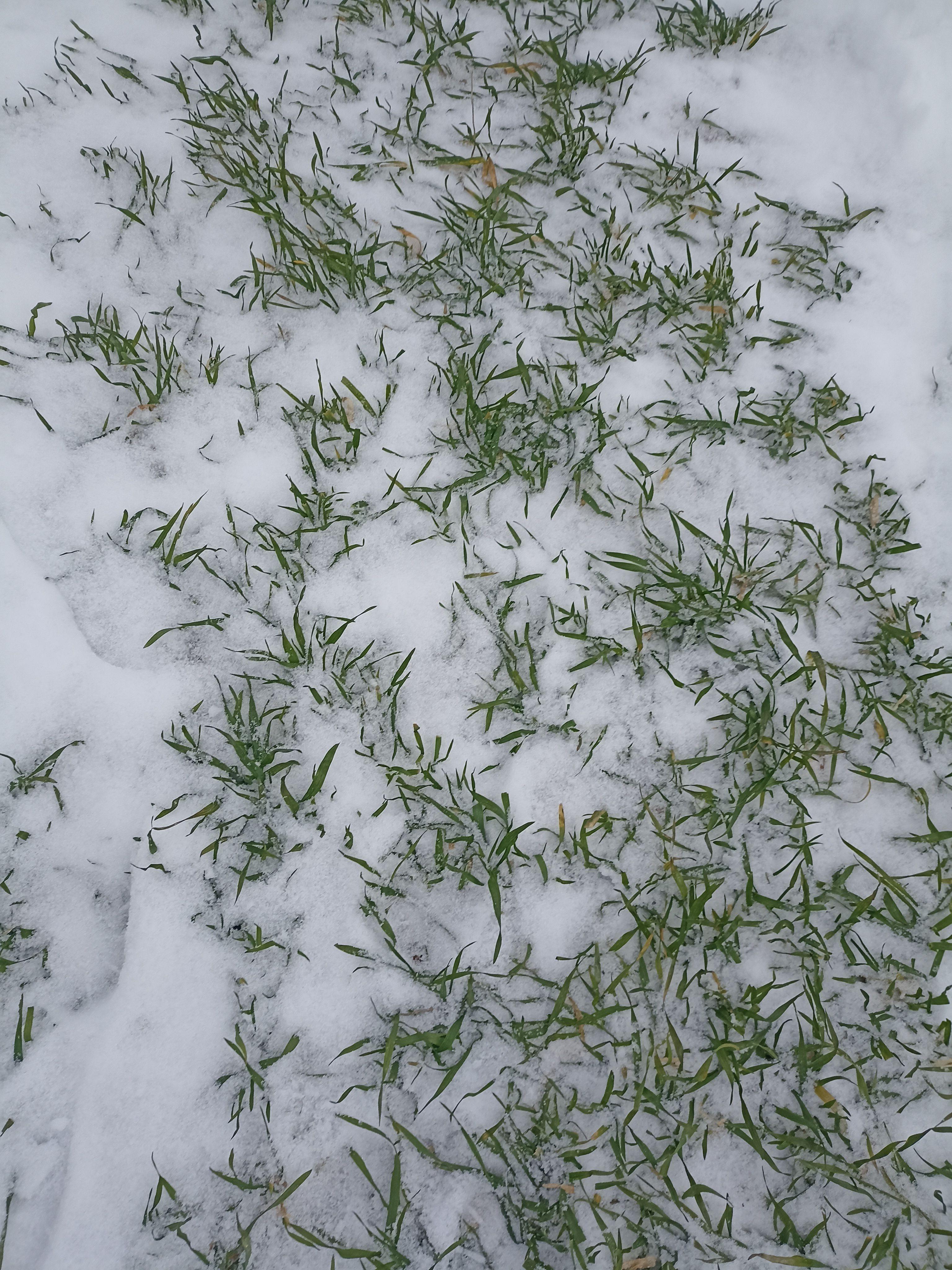 Тверская зима: Озимые под "снежным одеялом" готовятся к урожаю 2026 года