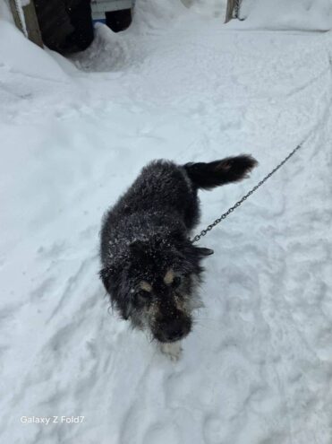 Под Тверью ищут хозяина для собаки, чей хозяин уходит на СВО