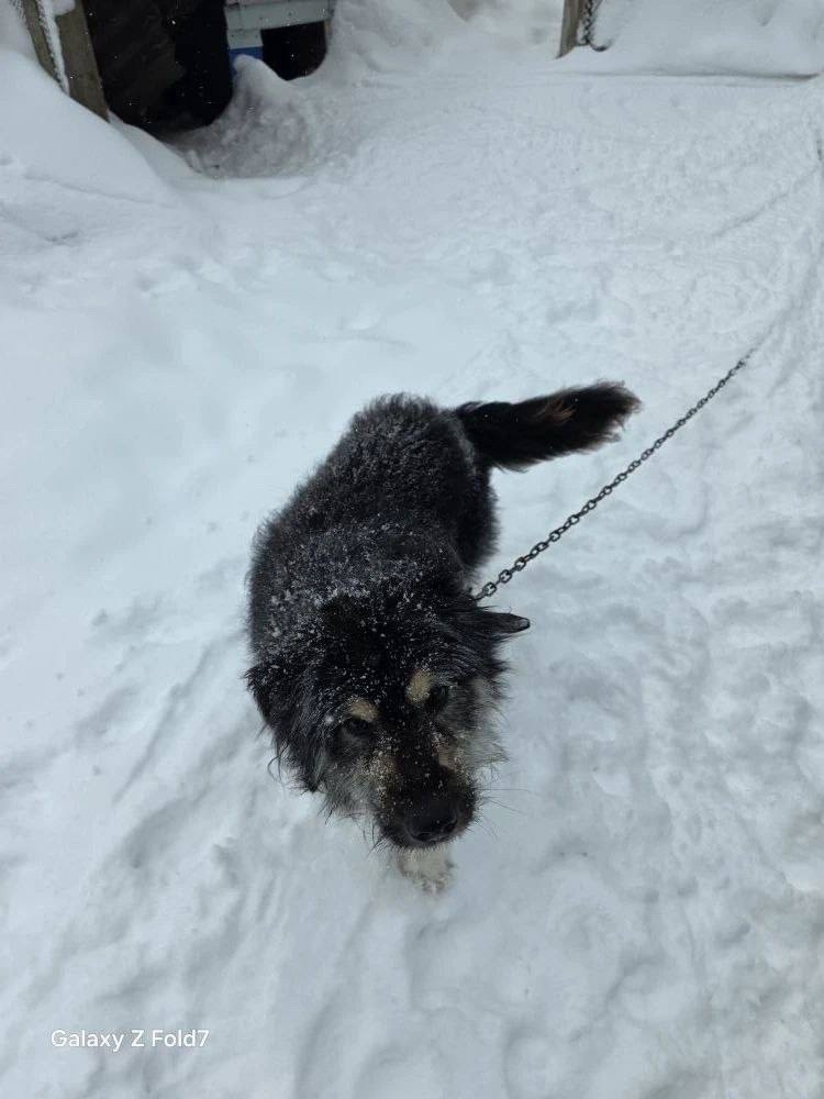 Под Тверью ищут хозяина для собаки, чей хозяин уходит на СВО