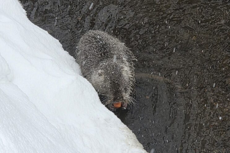 Под Тверью дачники бьют тревогу: Нутрия нуждается в спасении