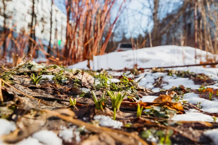 Синоптики сообщили, когда в Тверской области стоит ждать настоящую весну Синоптики сообщили, когда в Тверской области стоит ждать настоящую весну