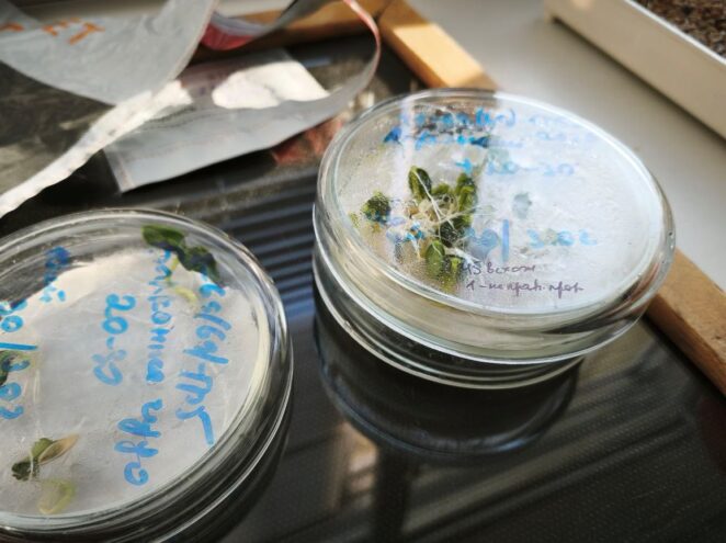 Специалисты Тверской испытательной лаборатории выявили некачественные семена капусты Специалисты Тверской испытательной лаборатории выявили некачественные семена капусты