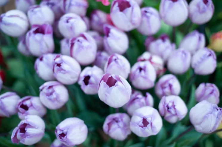 Стало известно, где откроют точки продажи цветов к 8 Марта