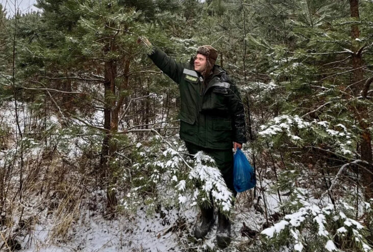 Тверская область собрала более 35 тонн шишек для спасения лесов