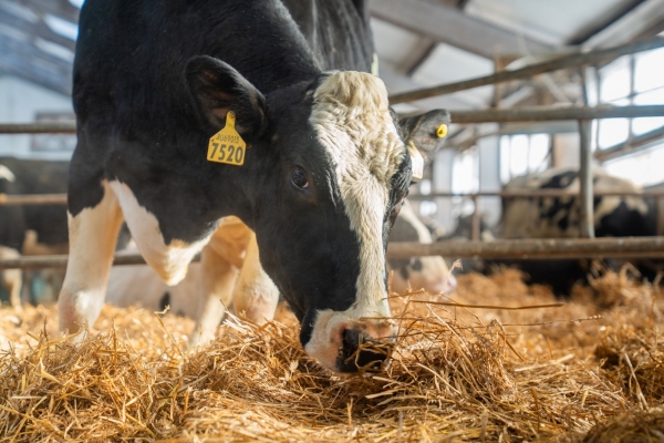В Тверской области корова побила рекорд рождаемости