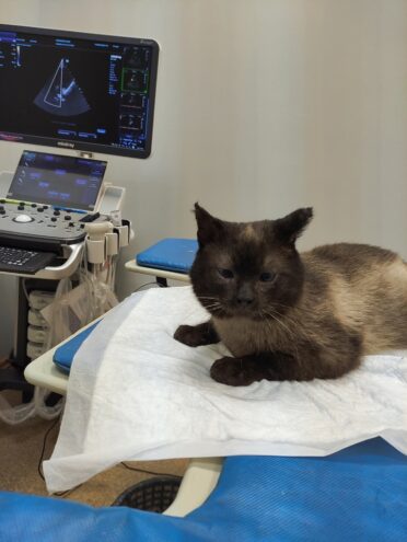 В Тверской области наказали охранника вокзала, выбросившего кота на мороз