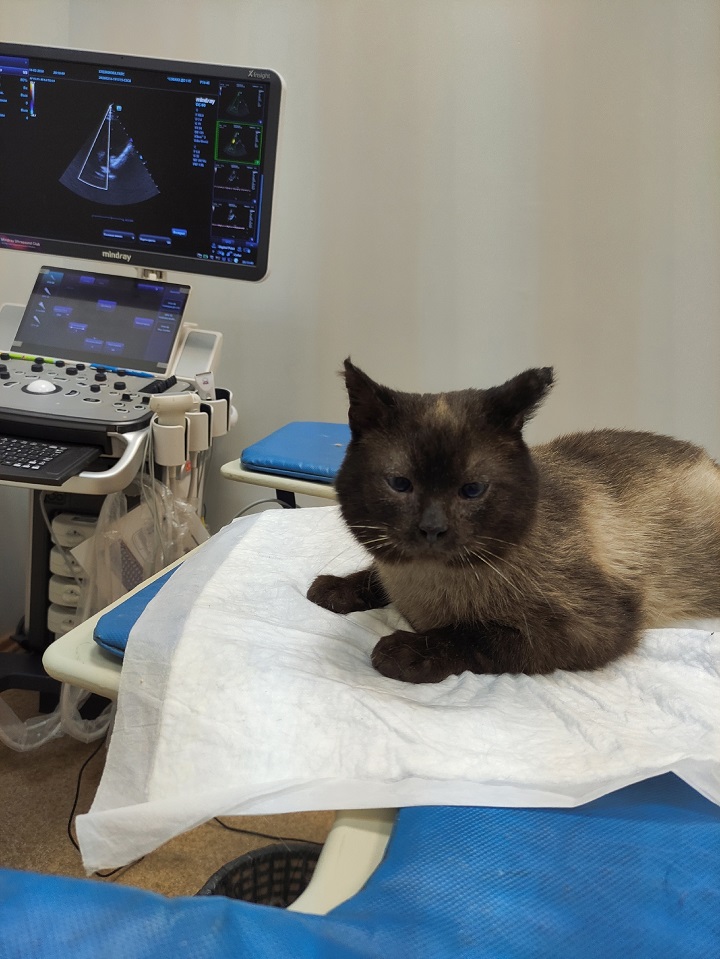 В Тверской области наказали охранника вокзала, выбросившего кота на мороз В Тверской области наказали охранника вокзала, выбросившего кота на мороз