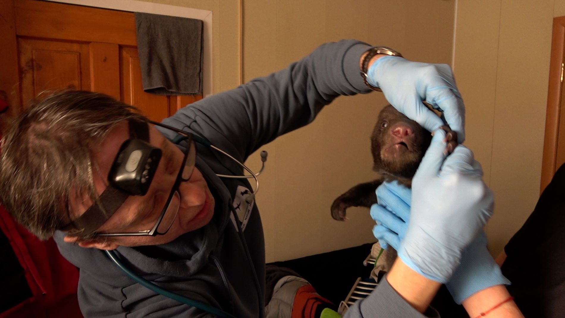 Врач из Госпиталя дикой природы проверил здоровье медвежат в Тверской области Врач из Госпиталя дикой природы проверил здоровье медвежат в Тверской области