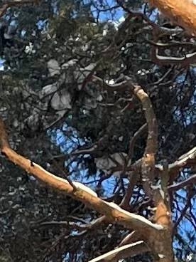 В Тверской области спасли кошку, которая замерзала на сосне