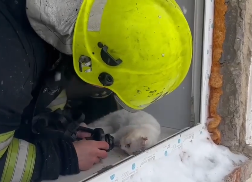 В Тверской области пожарные спасли надышавшихся угарным газом животных