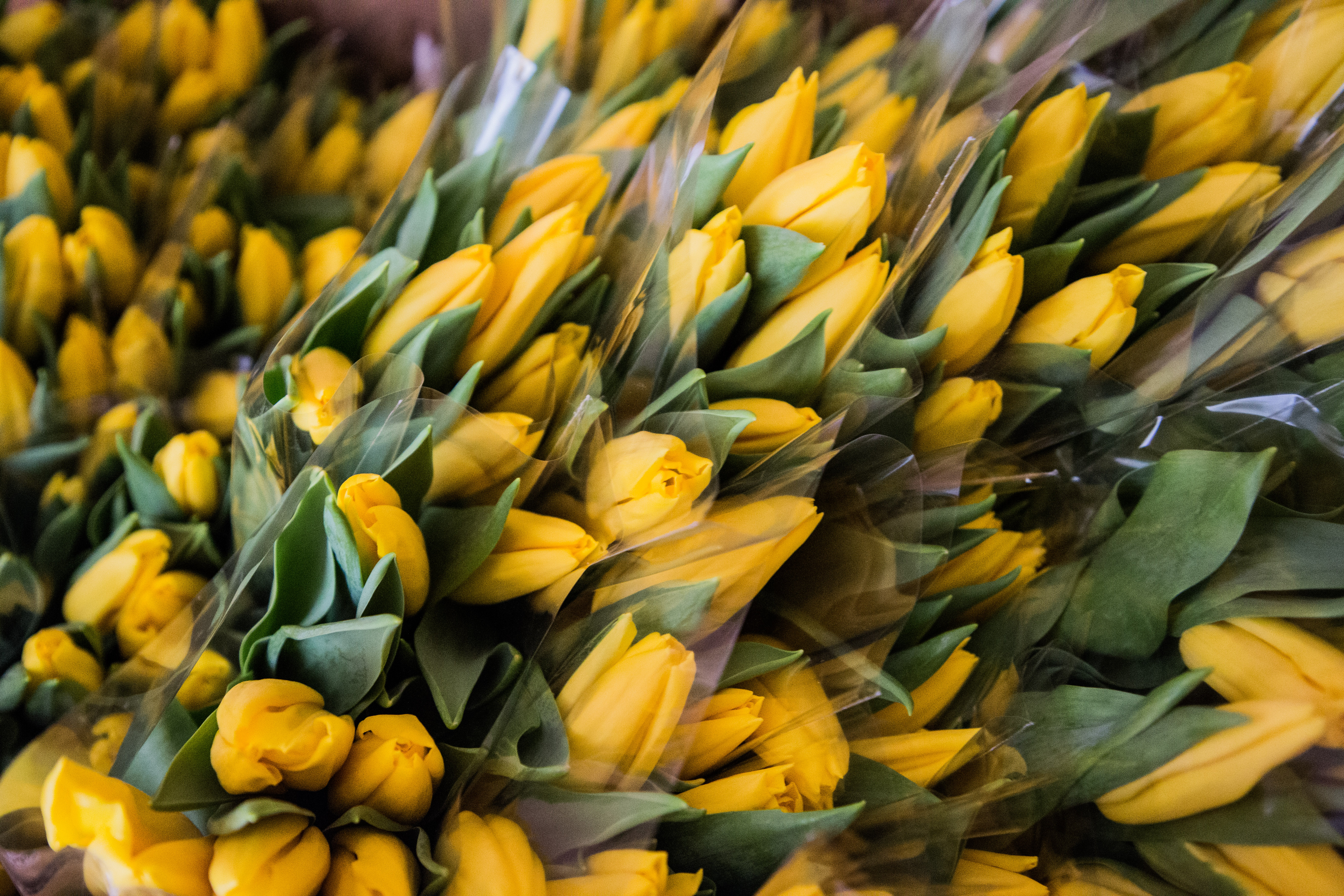 Цветочные магазины Твери прошли тотальную проверку на наличие карантинных вредителей Цветочные магазины Твери прошли тотальную проверку на наличие карантинных вредителей