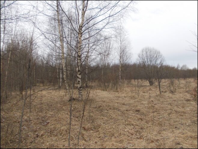 Штраф за заросшие гектары: Россельхознадзор наказал собственника земли