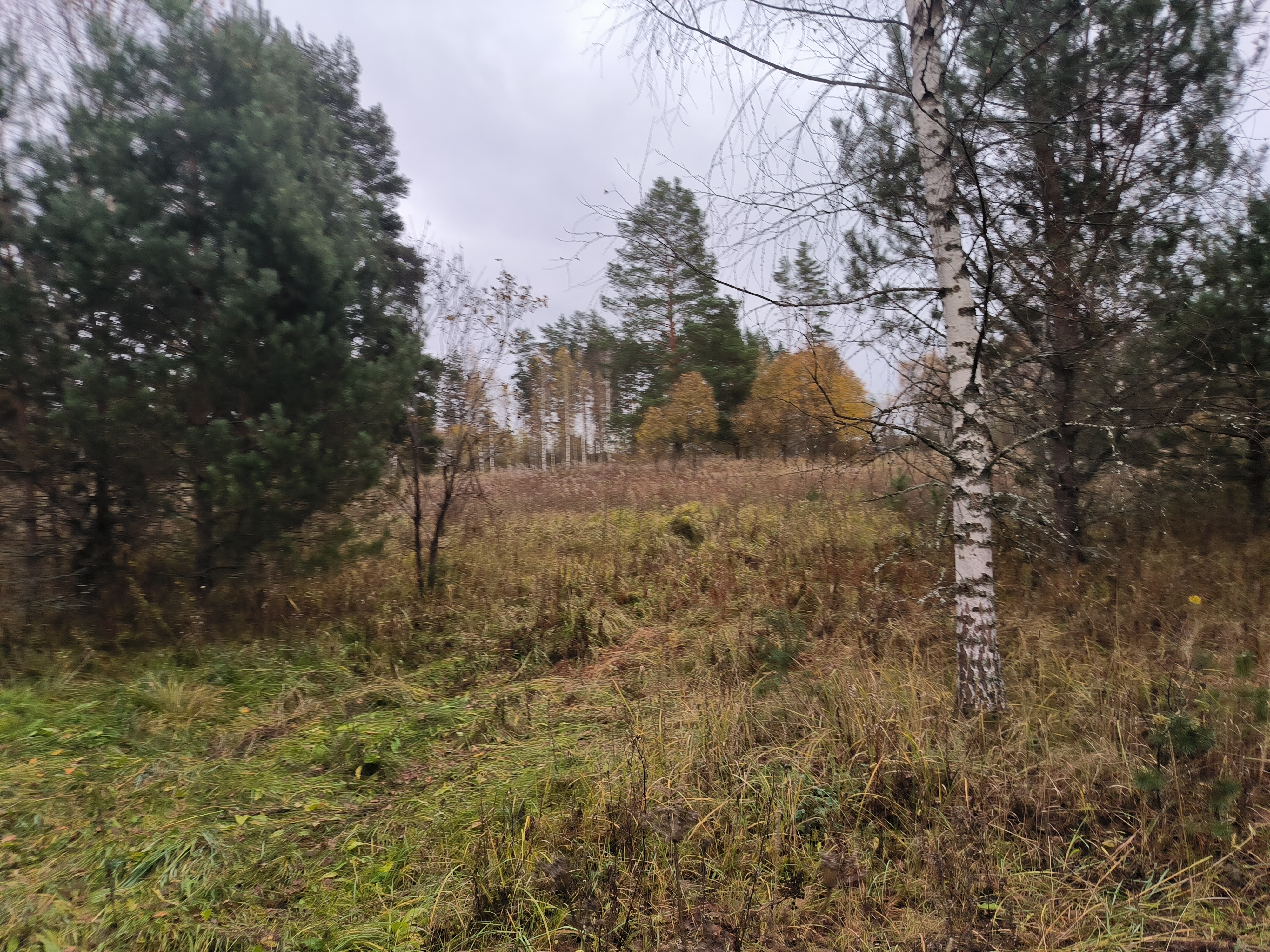 Земля не прощает бездействия: 42 гектара изъяты у собственника в Тверской области за неиспользование