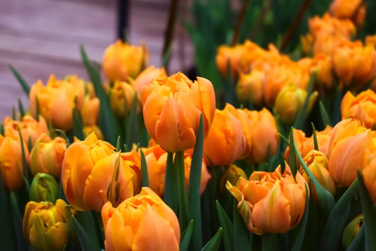 Куда сходить в Твери накануне 8 Марта