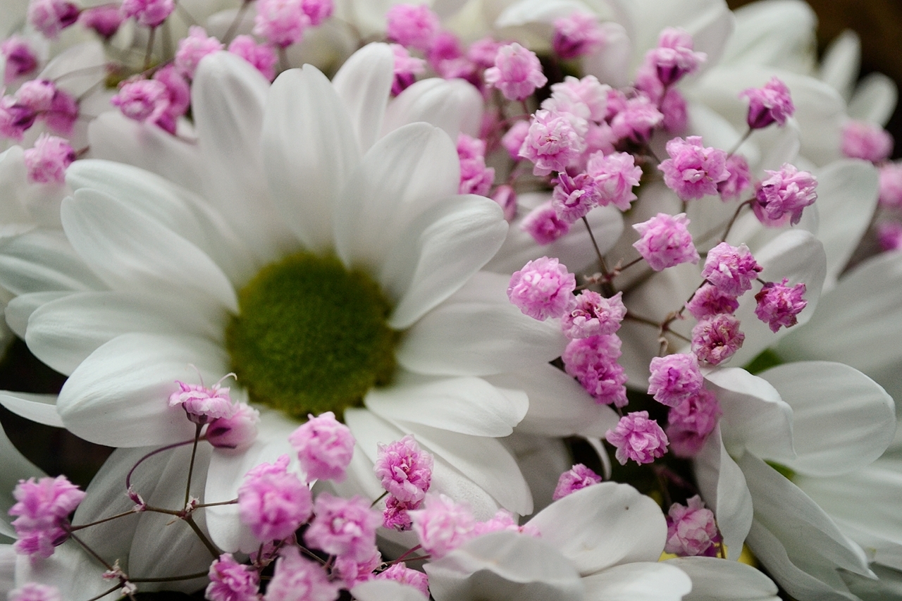 Тюльпаны, розы и… вредители? Советы по выбору свежих цветов