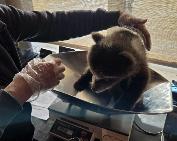 В Тверской области опубликовали фоторепортаж с медосмотра медведей