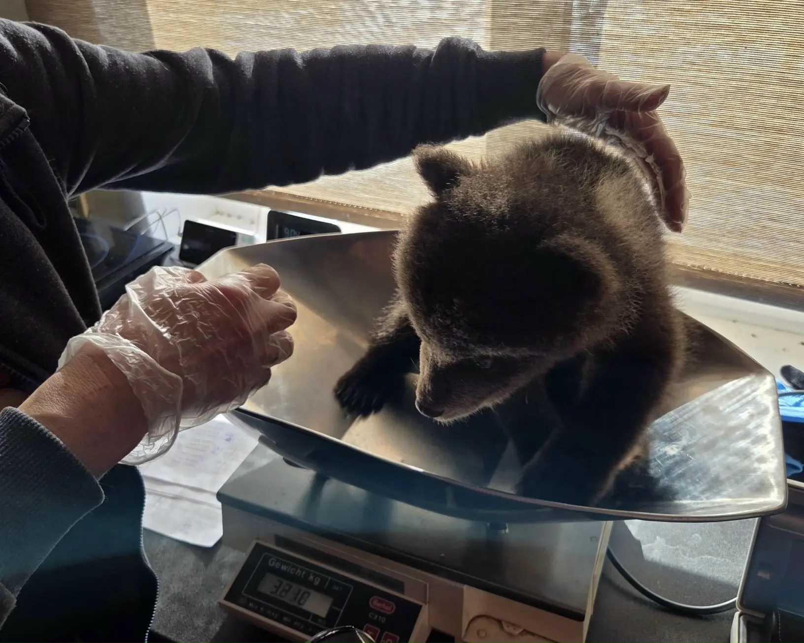 В Тверской области опубликовали фоторепортаж с медосмотра медведей