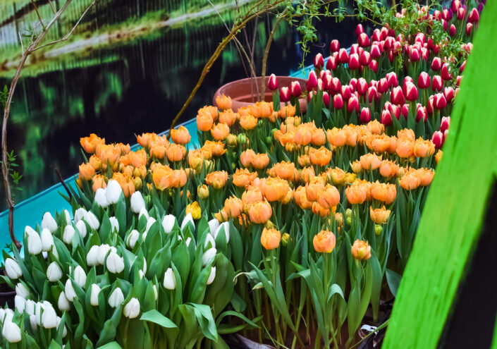 В Твери открылись более 40 точек продажи цветов к 8 Марта В Твери открылись более 40 точек продажи цветов к 8 Марта