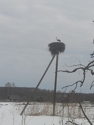 Аист вернулся в деревню в Оленинском округе