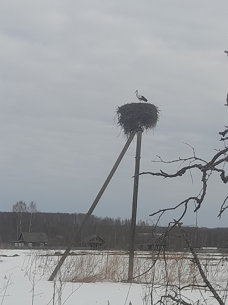 Аист вернулся в деревню в Оленинском округе