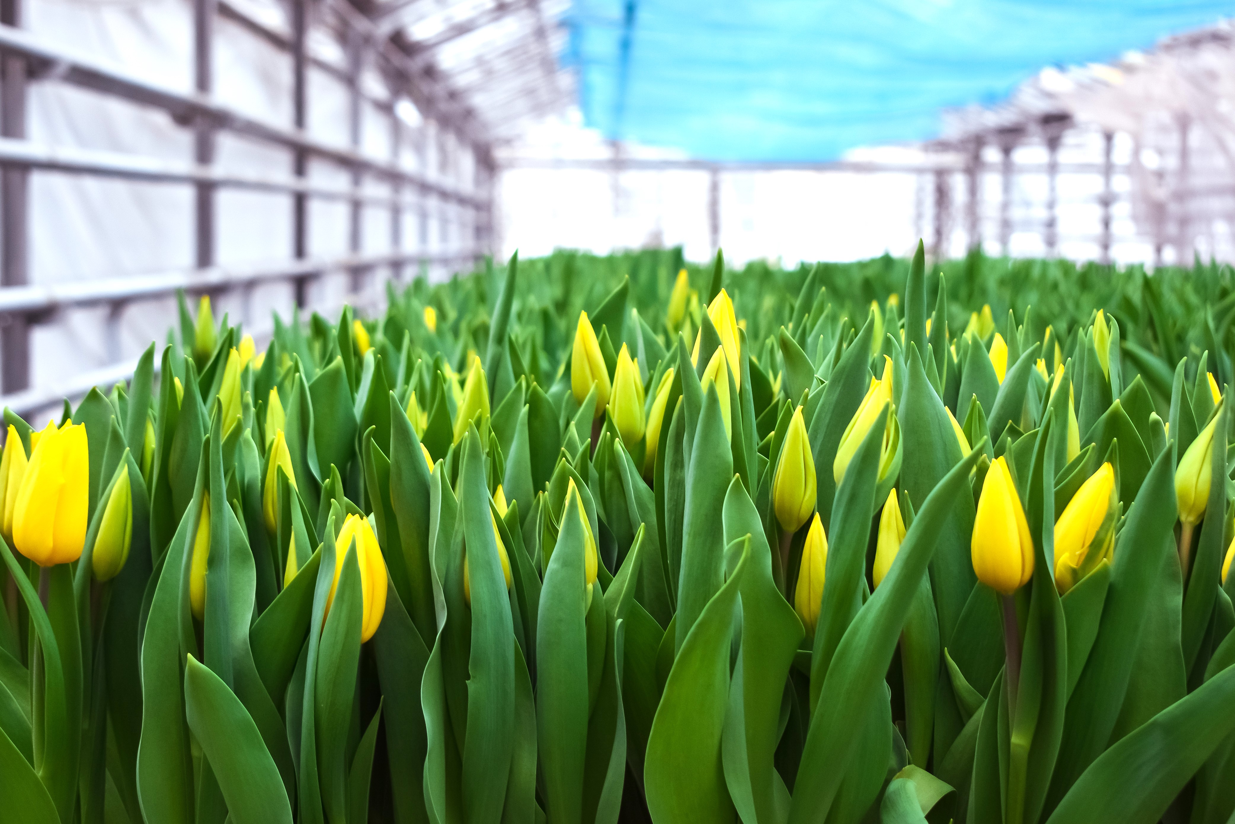 Праздничные выходные в Твери: АФИША на 8 марта