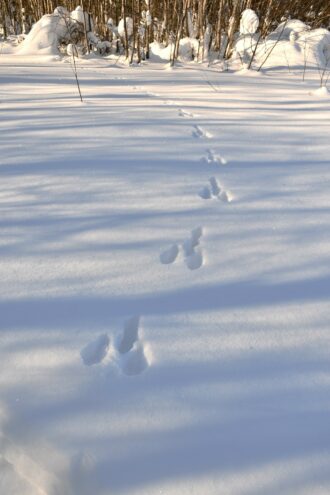 В Тверской области выясняют, кто оставил следы на снегу В Тверской области выясняют, кто оставил следы на снегу