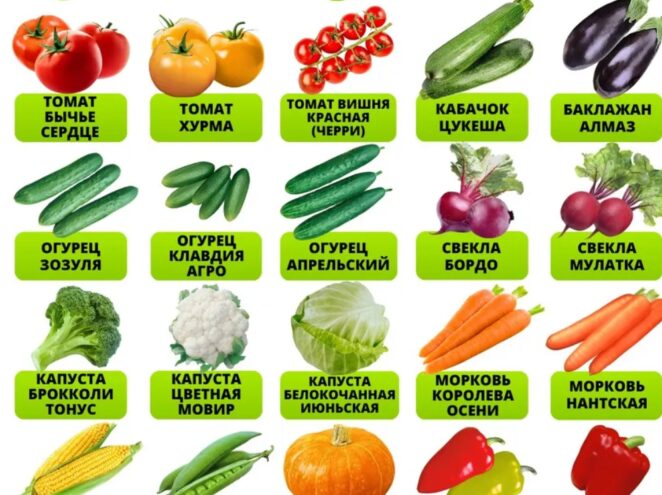 Россельхознадзор Тверской области выявил нарушения при дистанционной торговле семенами на маркетплейсах