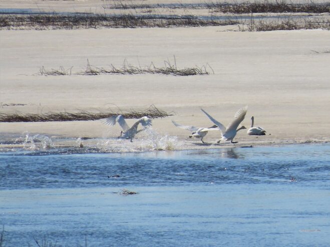 Более 290 лебедей-кликунов замечены в Тверской области