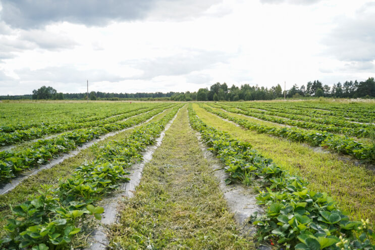 Лихославль вернул землю: Суд расторг договор аренды с неплательщиком из Краснодара