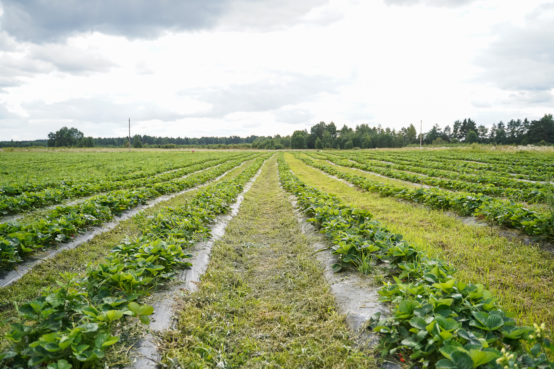 Лихославль вернул землю: Суд расторг договор аренды с неплательщиком из Краснодара
