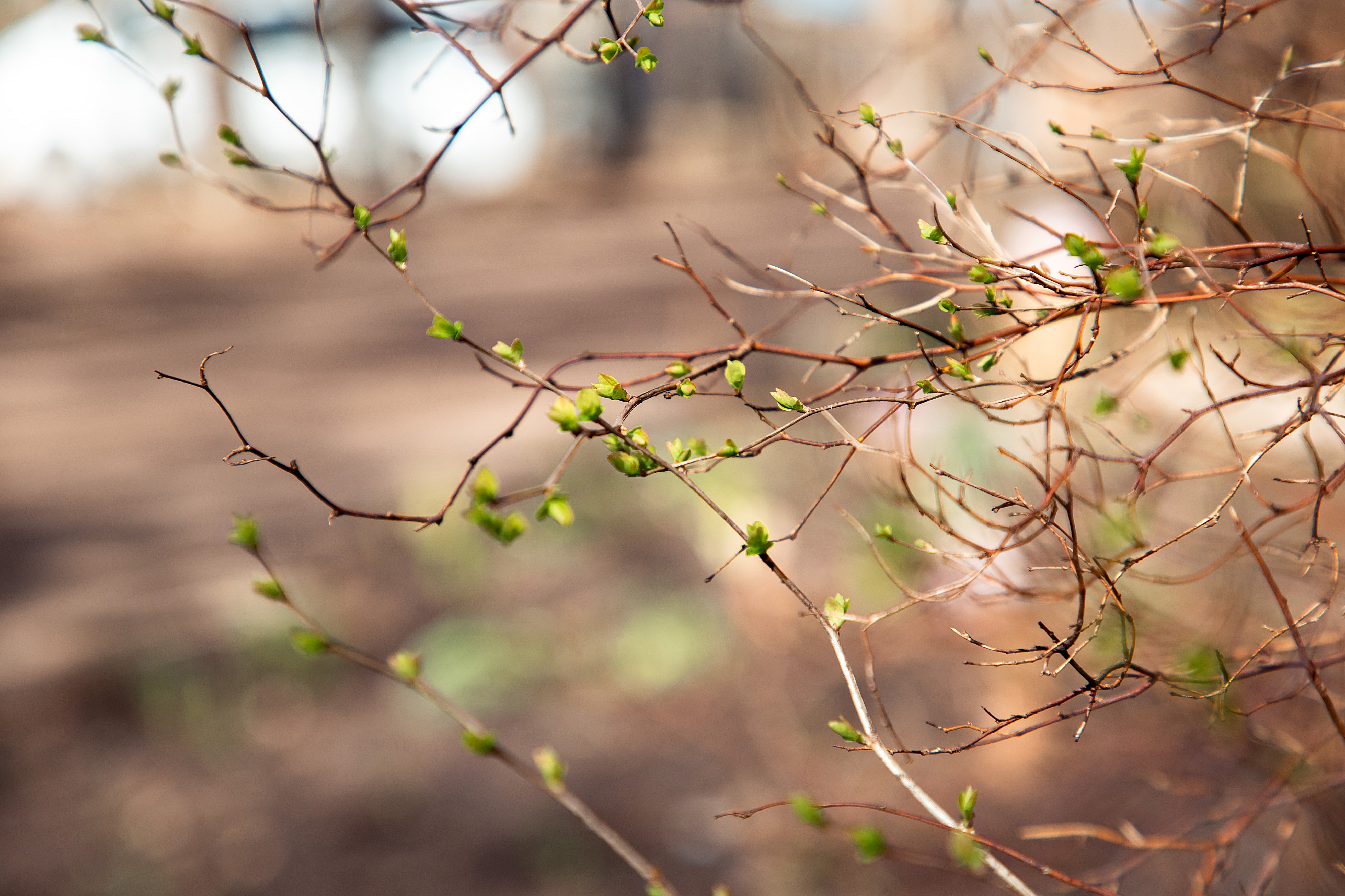Секреты раннего урожая и выбора правильного времени для посадки теплолюбивых культур Секреты раннего урожая и выбора правильного времени для посадки теплолюбивых культур