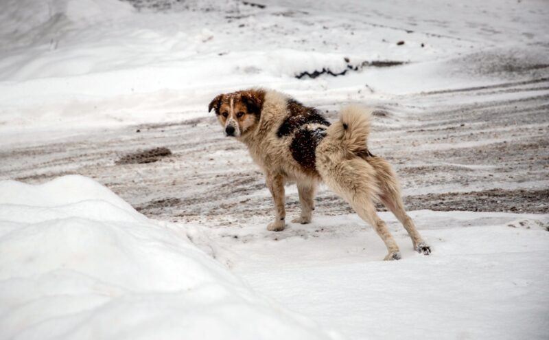 "Чердак" станет эпицентром добра: благотворительный рок-фестиваль поможет приюту "Мое собачье дело"