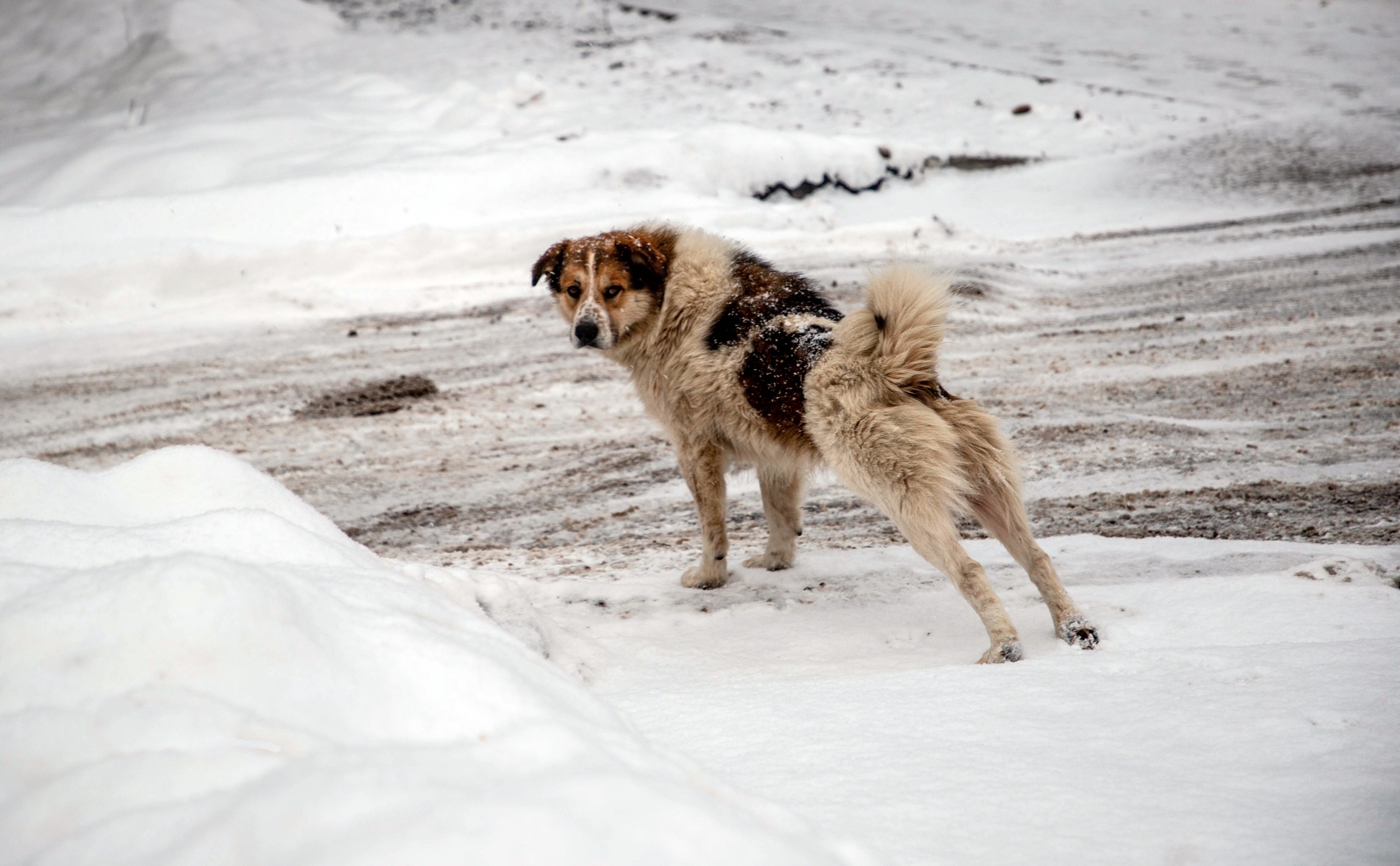 "Чердак" станет эпицентром добра: благотворительный рок-фестиваль поможет приюту "Мое собачье дело"