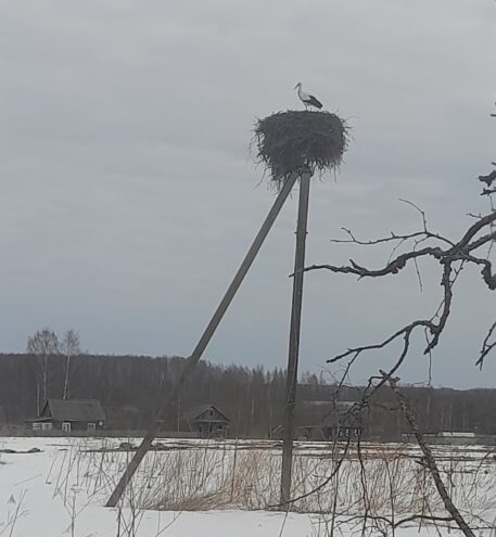 Аист вернулся в деревню в Оленинском округе