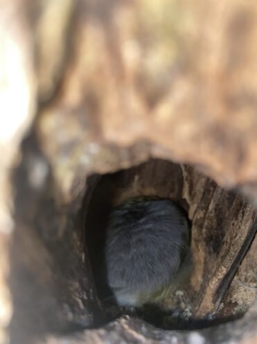 В заповеднике Тверской области сделали неожиданное фото спящей синицы