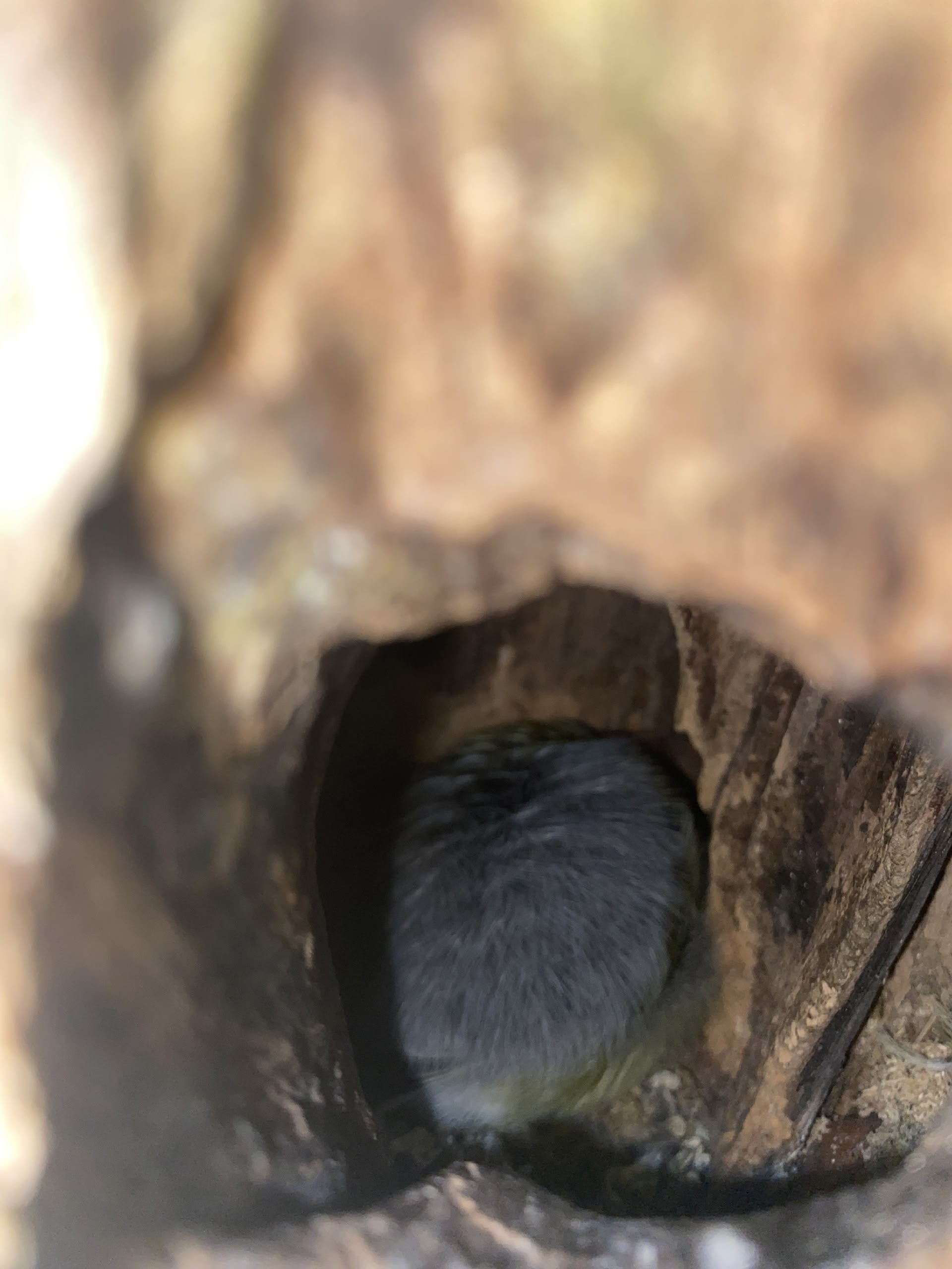 В заповеднике Тверской области сделали неожиданное фото спящей синицы