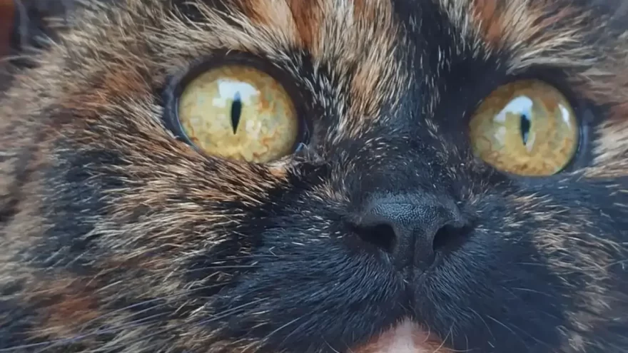 Весна и коты: новая фотовыставка открылась 26 февраля