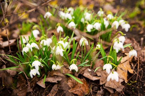 Синоптик рассказал, почему март в Тверской области аномально теплый Синоптик рассказал, почему март в Тверской области аномально теплый