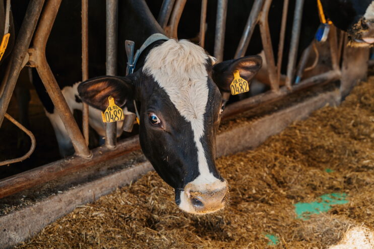 Тверской области расширили поддержку переработчиков сырого молока