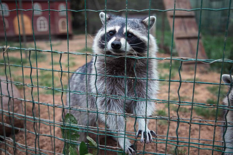 Ученые ФГБУ «ВНИИЗЖ» разработали первые в России рекомендации по организации карантинных станций для цирковых и зоопарковых животных