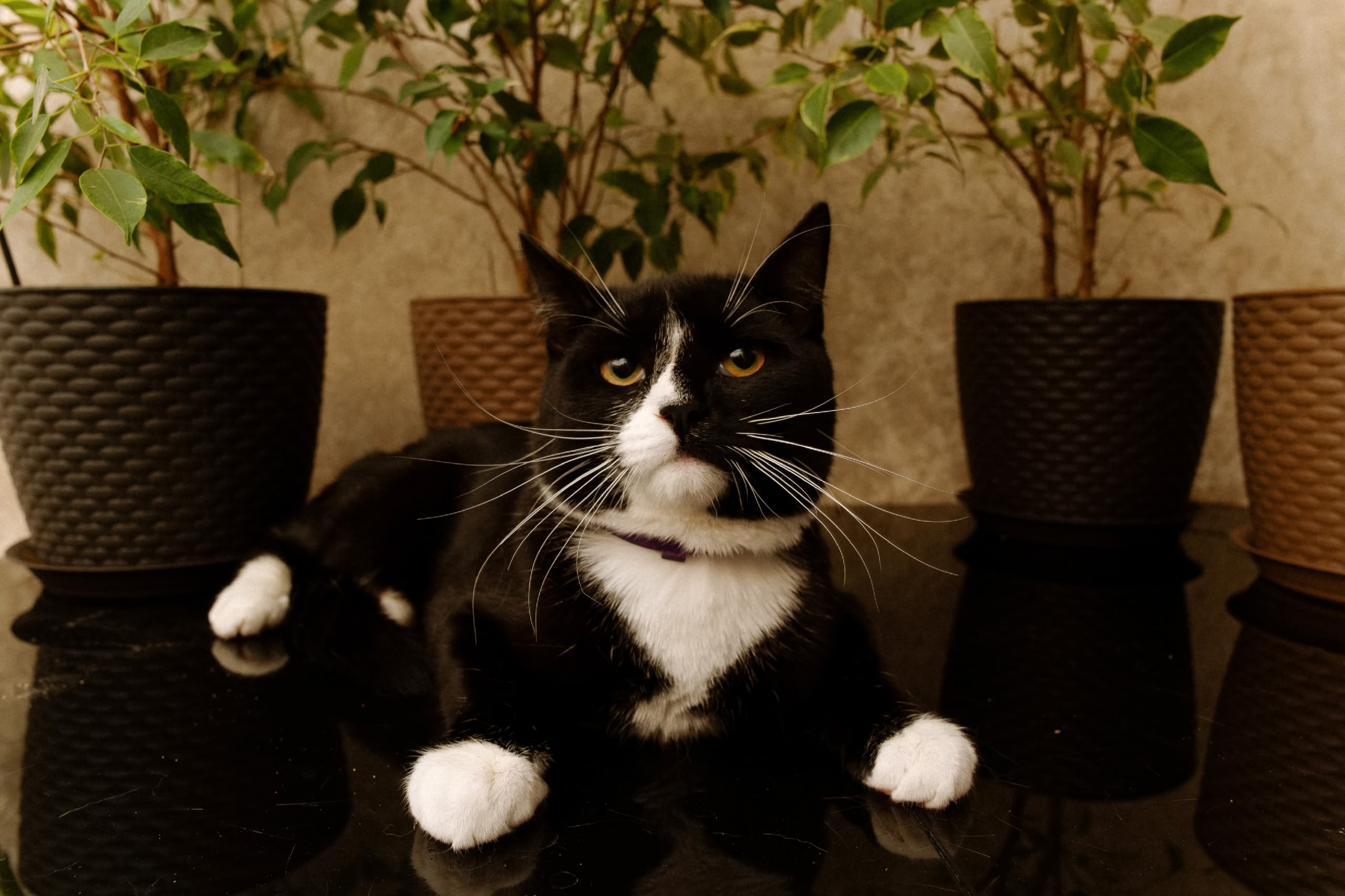 В Твери кот, которого семья вернула в приют, с трудом пережил предательство