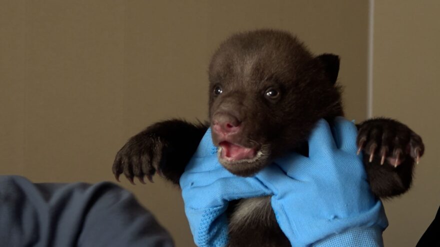 В Тверской области опубликовали видео, как медвежата ходили на медосмотр