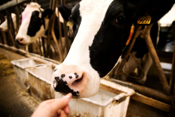 В Тверской области расширили поддержку производителей молока