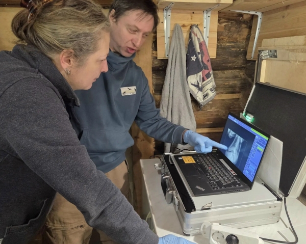 В Тверской области сняли видео, как медведи не любят ходить к врачу