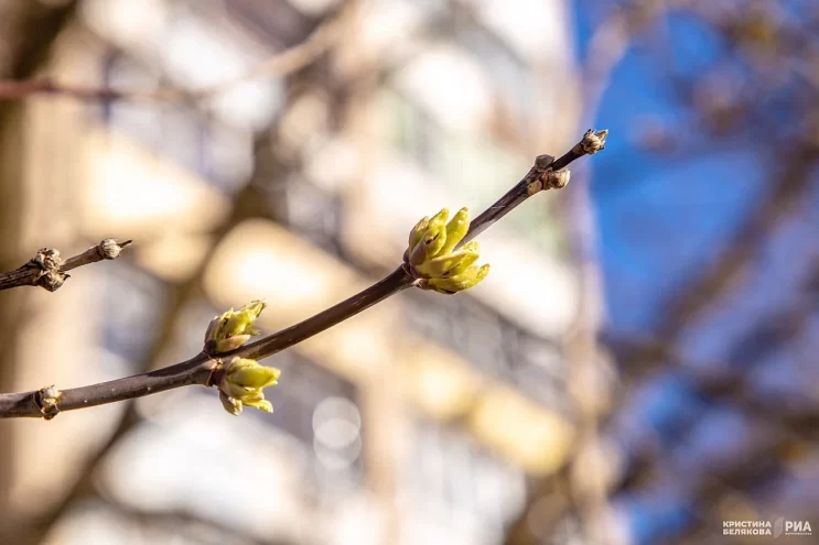 Весна набирает обороты: ожидается уверенное потепление на грядущей неделе в Тверской области