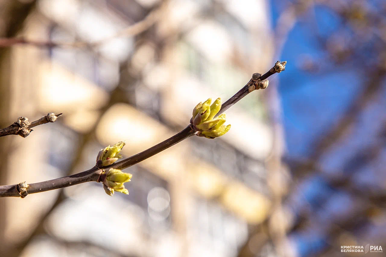 Весна набирает обороты: ожидается уверенное потепление на грядущей неделе в Тверской области