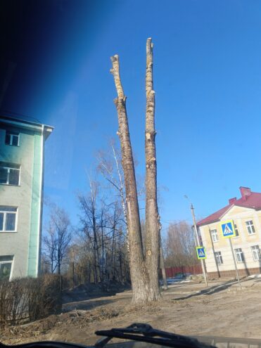 Жителей Тверской области возмутили обрубки деревьев в городе