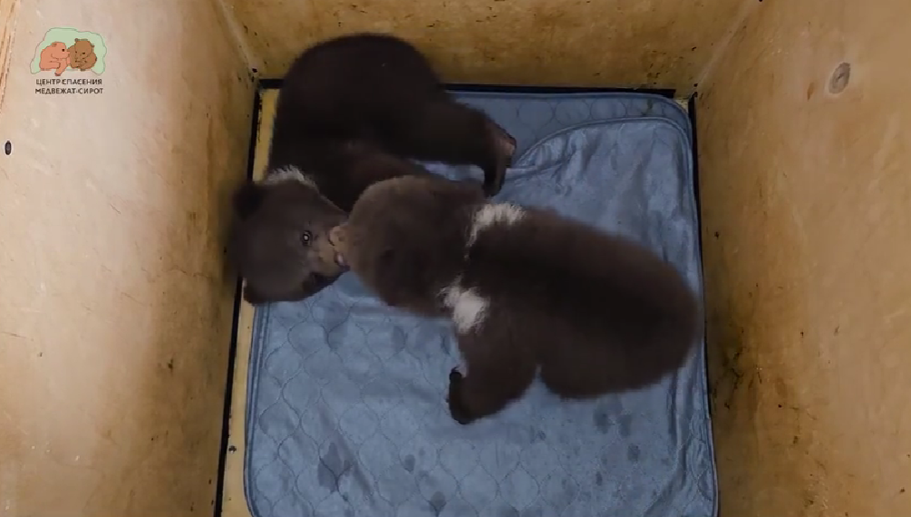 В Тверскую область привезли двух медвежат, оставшихся без матери