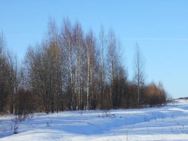 Земля простаивает, кусты растут: арендатор в Нелидово получил предостережение от Россельхознадзора